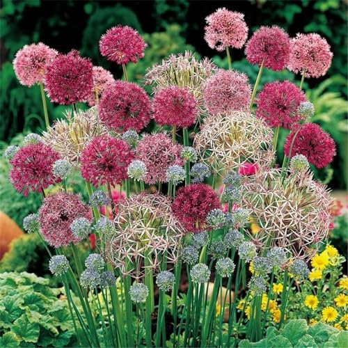 Allium zwiebeln winterhart - Allium weiß zwiebeln - Allium giganteum zwiebeln-Allium giganteum - mehrjährig zwiebeln-10zwiebeln-H