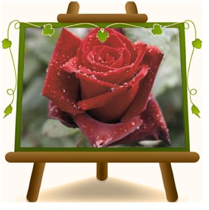 Rose Nobili Grandi Fiore Ibrido di Thea Barkarole Età 3 Anni | Profumo: intenso e pungente - Vaso 19x19 cm
