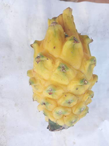 AGROBITS Amarillas: 10X / Bolsa Semillas Semillas Pitaya Fruta del dragón fragante Cactus Gut rara exótica