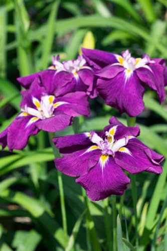 Iris ensata 'Loyalty' 11 cm Topf – Winterhart, Mehrjährig – Japanische Sumpf-Schwertlilie – Teichrandpflanze für Gartenteich & Sumpfbeet