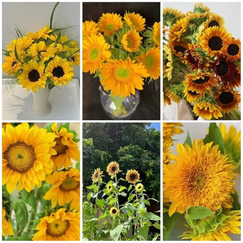 50 piezas semillas de flor de girasol - flores del balcon semillas de girasol perennes, decoracion floral cobertura del suelo, perenne resistente, semillas de flores de pradera perennes