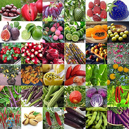 Generic 500 semi: semi di senape della florida a foglia larga, india, non-OGM, coltivazione da giardino, spedizione gratuita