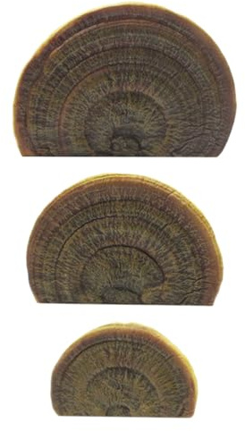 Wanddekoration mit Pilzregal, Pilzregal für die Wandmontage, 3 Aufbewahrungsregale für Wandmontage, schwimmende Pilze, Heimwandkunst zur Verbesserung