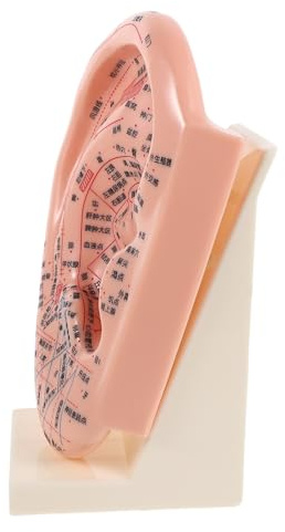 ZUNOXAZ Modèle D'oreille D'acupuncture 23 Cm en Plastique Support, Outil Pédagogique 3d pour Formation Massage, Réflexologie Auriculaire et Médecine Chinoise, Modèle D'apprentissage