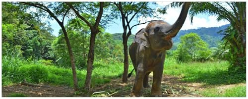 Wallario Küchenrückwand selbstklebend 115 x 50 cm, Motiv: Junger Elefant im Dschungel | Spritzschutz abwischbar & pflegeleicht