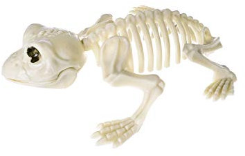 CoolChange Halloween Deko Frosch Skelett aus Kunststoff | Horror Kröten Gerippe | 17cm
