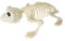 CoolChange Halloween Deko Frosch Skelett aus Kunststoff | Horror Kröten Gerippe | 17cm