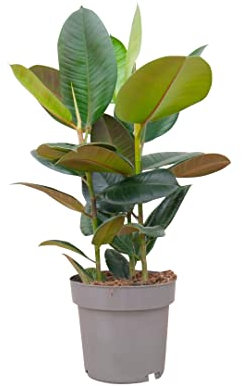 PLNTS - Ficus Elastica Robusta (Feigen) - Zimmerpflanze Echt, Nachhaltige Verpackung Gummibaum- Inklusive 24cm Topf - Höhe 100cm - Direkt von der Gärtnerei