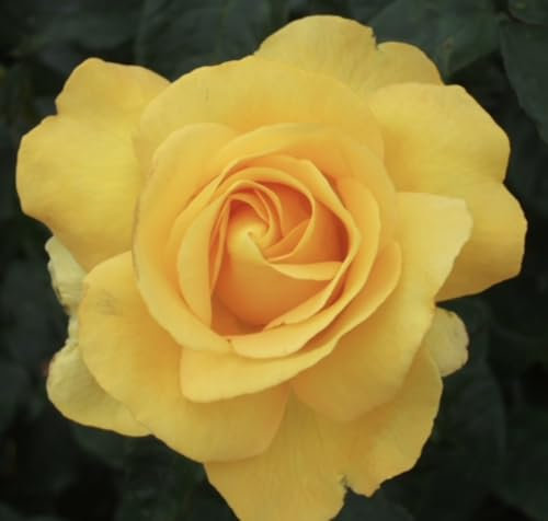 My Lovely Mum - Golden Yellow Blooms - Bare Root