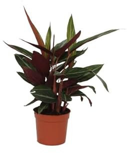 Calathea Stripestar - Korbmarante - Zimmerpflanze - 40cm - Ø12cm