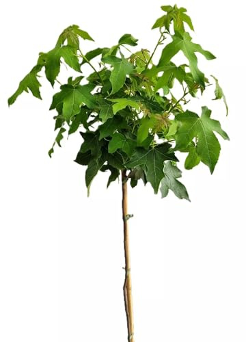 Amberbaum Liquidambar Styraciflua - Gumball - Hochstamm 50 cm