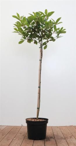 Photinia fraseri 'Red Robin' 80 cm Stammhöhe – Winterhart, Immergrün, Pflegeleicht – Glanzmispel – Sichtschutzpflanze für Garten & Terrasse
