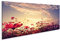 islandburner Bild auf Leinwand Schöne Rosa Rote Kosmos Blume Sonnenschein Landschaft Natur Bilder Wandbilder Poster