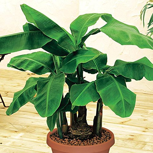 10 Musa acuminata frais nains Bananier Graines Fruit Tropical Expédition Combinez