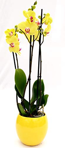 POWERS TO FLOWERS - ORCHIDEA PHALAENOPSIS GIALLA 3 STELI VASO 13CM, IN VASO CERAMICA GIALLO SFERICO, Pianta Vera