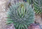 GETSO Samen-Paket Nicht Pflanzen: 50 - Maguey Century Seeds - Agave Filifera SSP. schidigera