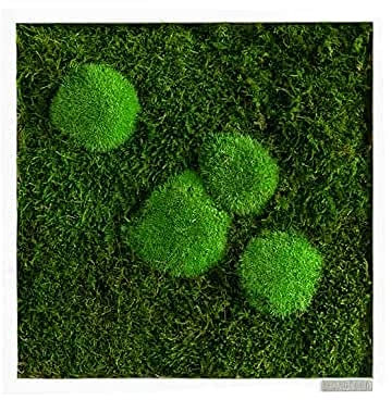styleGREEN Moosbild: Wald- und Kugelmoosbild 35x35 cm