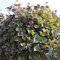 Helmbohne 5 Samen, Hyacinth Bean, Dolichos Lablab