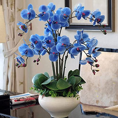 Haloppe 100 Stücke Orchidee Blumen Pflanzen Samen für Hausgarten Pflanzen, Orchidee Samen Blume Pflanze Home Office Ornament Garten Fenster Bonsai Decor Blau