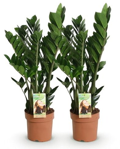 Zamioculcas 2er Set ZZ-Pflanze Ø17cm Höhe 65-75cm Pflegeleichte Dunkelgrüne Zimmerpflanzen Robuste Luftreinigende Grünpflanzen für Wohnzimmer Büro Schlafzimmer Innenräume