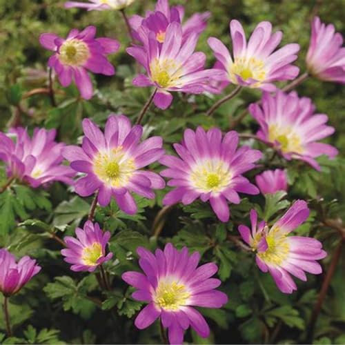 Anemonen Zwiebeln blumenzwiebeln frühblüher mix-6zwiebeln-C