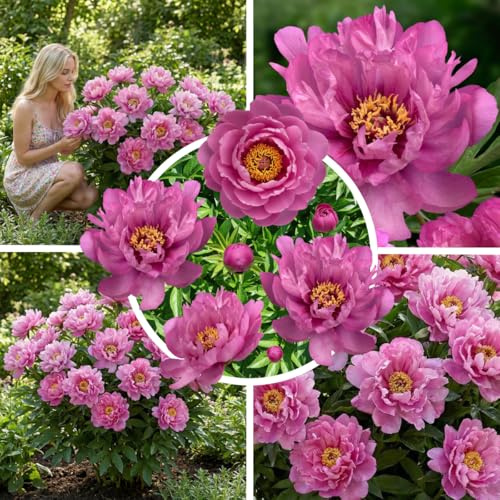 FLORIUM Itoh Pfingstrose Purple Magic – 1 Wurzel, Winterhart | Itoh-Päonie aus Holland, mehrjährige Staude, für Garten und Topf, violette Blüten