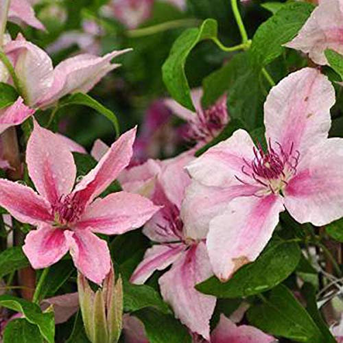 Clematis 'Pink Fantasy' - Waldrebe 50-60 cm Pflanzcontainer