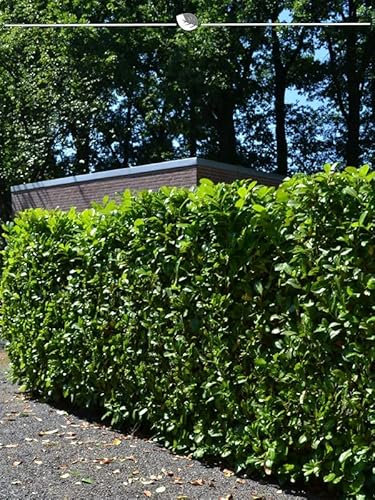 Kirschlorbeer Prunus Novita 140-160 cm im Topf. 3 St. Kirschlorbeer Hecke