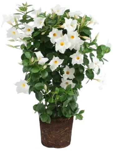 Mandevilla Flores Blancas | DECOALIVE | Dipladenia Flor Blanca | Planta Natural | Planta de Exterior