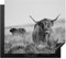 KitchenYeah© Induction Hob Protector Mat 20.1x23.2 / 59x51 cm Cooker Top Protectors Cover Ceramic Covers Electric Hobs Vinyl Scottish Highlander - Cow - Grey - Horns - Coat - Nature
