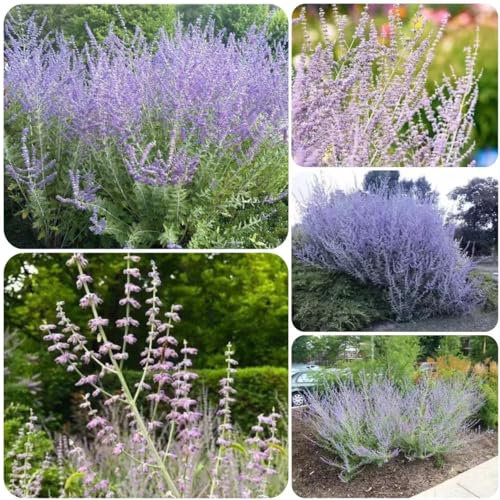 250 pcs Blauraute pflanze winterhart samen - flowers blumendeko dachbegrünung,Perovskia abrotanoides, winterharte stauden mehrjährig pflanztopf wildflower summer bonsai topf balkonpflanzen