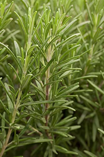 Rosmarinus officinalis ca. 9x9 cm Topf - Rosmarin, aromatische Blätter, ideal für Kräutergärten und Kübel, winterhart, pflegeleicht