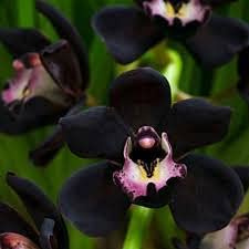 25 Stück Orchidea Nera
