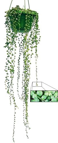 POWERS TO FLOWERS - SENECIO ROWLEYANUS, COLLANA DI PERLE, pianta vera