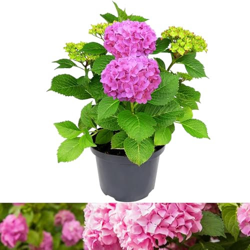 Carbeth Plants Hydrangea Macrophylla Plant Pink - 5 Liter Pot - Hydrangea Plants Outdoor Garden Ready to Plant - 50-60cm Hydrangeas Potted Shrubs
