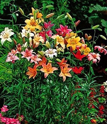 GARTHWAITE NURSERIES® : - UK Stockist.Mixed Asiatic Lily Bulbs Offer Colourful Garden Perennial Fantastic Deal (10)