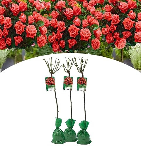 NatureNest, Stammrose XXL, Rosa, Orange, 3 Stück, 110-140 cm, Gartenpflanzen, Blütenpracht