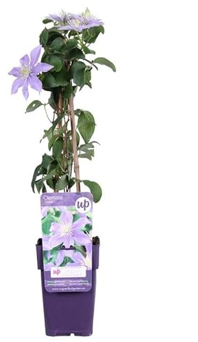 Clematis ‘Justa’ Waldrebe – winterharte Kletterpflanze, reichblühend, robust & pflegeleicht, ideal für Garten & Balkon, 30–50 cm inkl. Topf