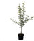 Apfelbaum Pilot (S) zweijähriger kräftiger Buschbaum 110-140 cm 10 Liter Topf, Unterlage: M7