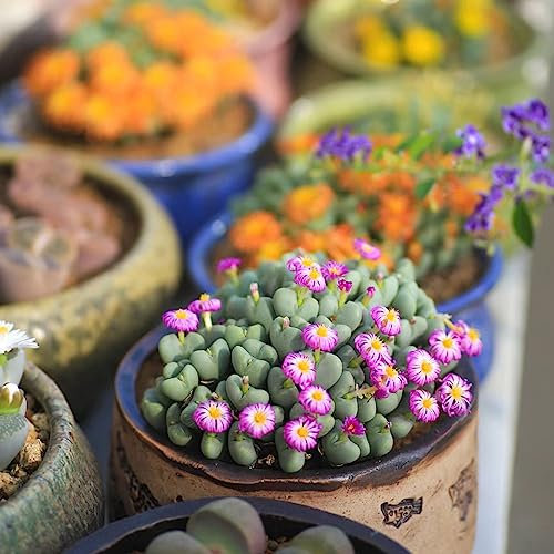 15 Piezas Lithops Piedras Vivas Plantas En Macetas Reales, Plantas Al Aire Libre. Lithops Plantas De Piedra Viva Flores Para Balcón, Semillas Ecológicas Balcón De Semillas De Flores,