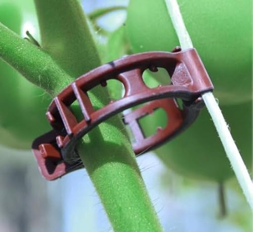 Ferrarium Biologisch Abbaubare Pflanzenclips 50 Stück - 23 mm Durchmesser - Schwarz - Für Tomatenpflanzen, Gemüse und Blumen - Organisch Abbaubar