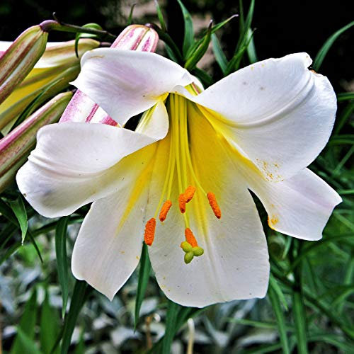 Kiepenkerl Blumenzwiebel Lilie 'Königslilie' | mehrjährig | Trompetenlilien | weiße Blüten | 1 Knolle