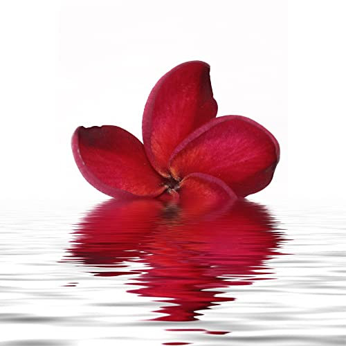 Jm-Déco Sticker Lave Vaisselle Fleurs Rouge Dimensions 60x60cm