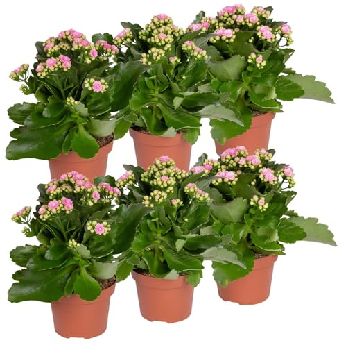 Kalanchoe 'Calandiva'®, rosa, Topf-Ø 12 cm, Höhe ca. 27,5 cm, 6 Pflanzen