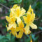 60 semi di fiori di azalea gialla