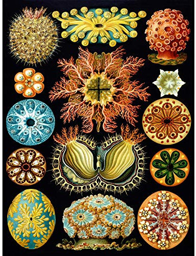 Wee Blue Coo Haeckel Plate 85 Marine Life Unframed Art Print Poster Wall Decor 12x16 inch Teller Leben Wand Deko