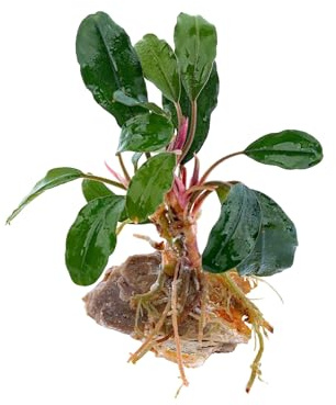 NatureHolic Bucephalandra Tricolor - Dreifarbige Aquarienpflanze - Pflegeleichte Aufsitzer Pflanze - Aquarium Deko Highlight