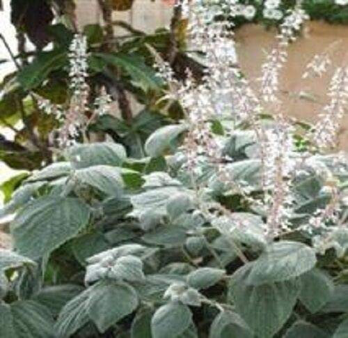 SmartMe - Plectranthus, Silver Shield, 5 Samen