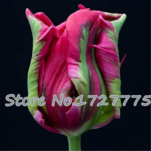 Regenbogen-Tulpe-Samen, Topf Tulip Blumensamen, Blumensamen von seltenen Arten, 100 Partikeln / bag