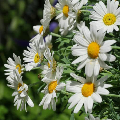 SEMI Bellissimi fiori bianco-gialli, grande arbusto ornamentale margherita